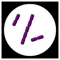 Streptobacilli and Diplobacilli