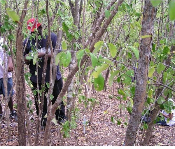 Chacachacare dry forest