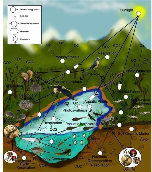 Complex Food Web