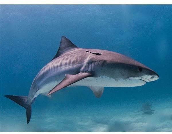 Tiger Shark Information: Interesting Facts About Their Habitat, Diet & More