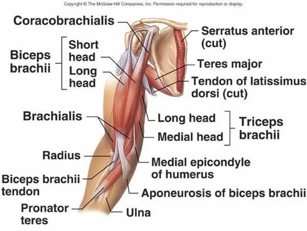 How to build biceps peak