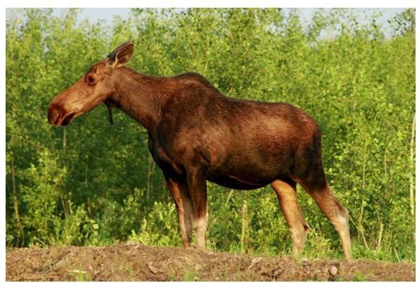 Photographing Moose - Tips & Tricks to Help You Get Great Moose Photos