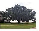 Oak Tree