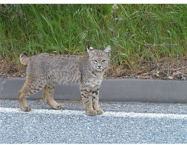 baby bobcat