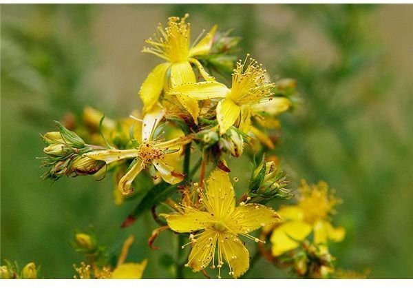 The St John's Wort Asperger's Syndrome Treatment Option:  Does It Help?