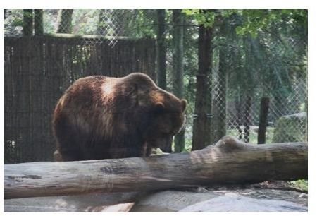 Black bear. Squint to see the wires.