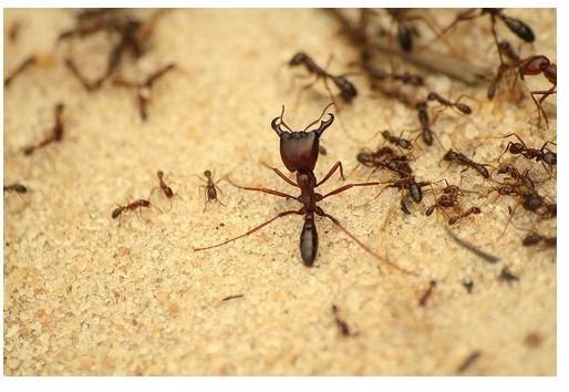 Social Hierarchy of Army Ants (Eciton Burchelli)
