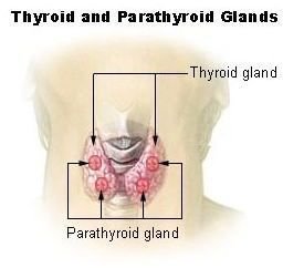 thyroidectomy voice effects