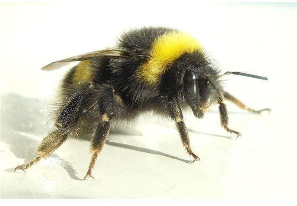 Bumblebee Facts: Habitat, Behavior, Diet & More
