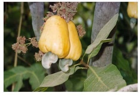 What are the Health Benefits of Cashew Nuts?