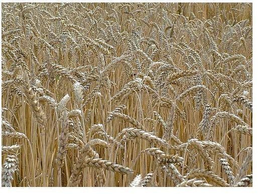 List of Complex Carbs: Healthy Foods with Healthy Carbohydrates