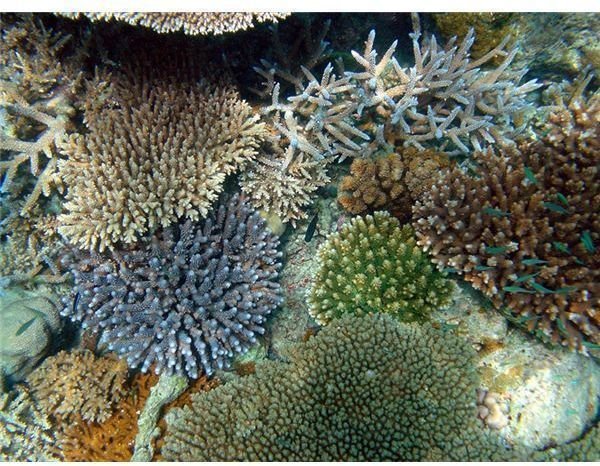 Healthy corals