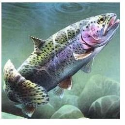 Environmentally Friendly Trout for Those Looking for Sustainable Fish?
