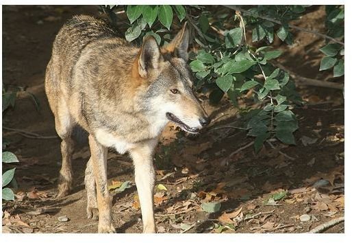 Learn Why the Red Wolf Became an Endangered Species & Red Wolf Conservation Attempts