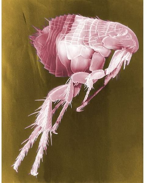 Flea - Image Credit: CDC/Janice Haney Carr