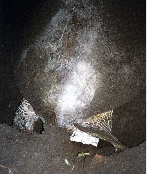 sea turtle laying eggs