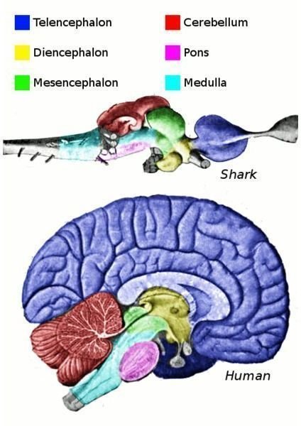 416px-Vertebrate-brain-regions - Cerebrum (also called the Telencephalon) is coloured blue - author Looie496 3rd October 2008 - released into the public domain in the US
