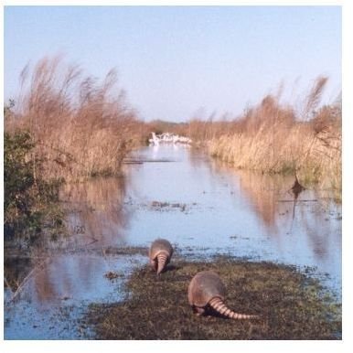 Armadillos (Paynes Prairie, Florida)