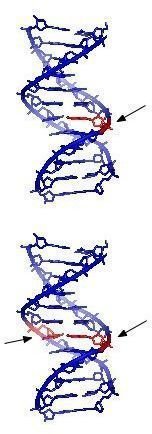 Genetics of Congenital Adrenal Hyperplasia