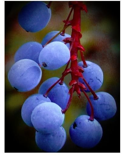 Oregon Grape Root Benefits, Precautions and Tea Preparation
