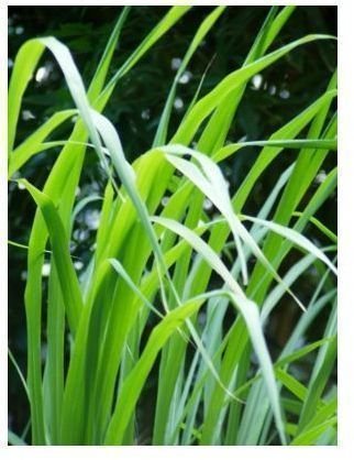 Learn the Health Benefits of Lemongrass Tea