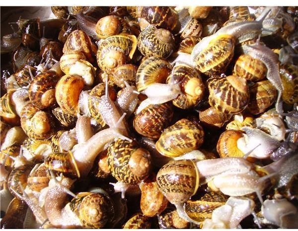 Lectins in Snails Make them Great Anti-Cancer Food