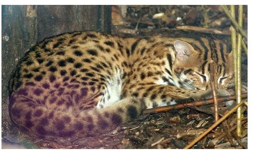 Asian Leopard Cat: Characteristics, Distribution, Behavior, Diet, Habitat, Reproduction and Development