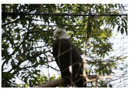 The same bald eagle shot against the dark leafy background with wires less obvious