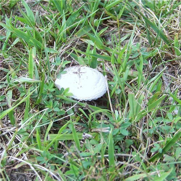 Mushroom and Grass