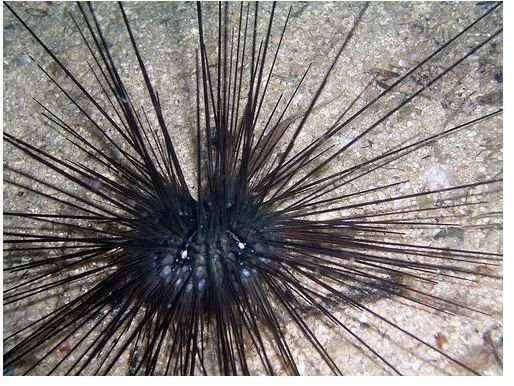 Interesting Facts About Sea Urchins: What is a Sea Urchin & How Could it Help Human Health?