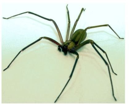 Home Remedies for Spider Bites:  Learn About the Symptoms of Spider Bites and How to Treat Them Naturally