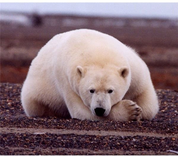 About the Polar Bear Species: Habitat, Threats to Endagerment & More