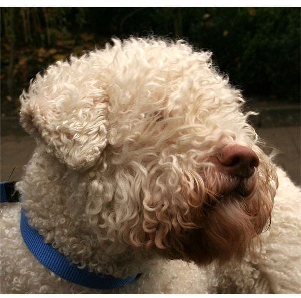 Lagotto Romagnolo