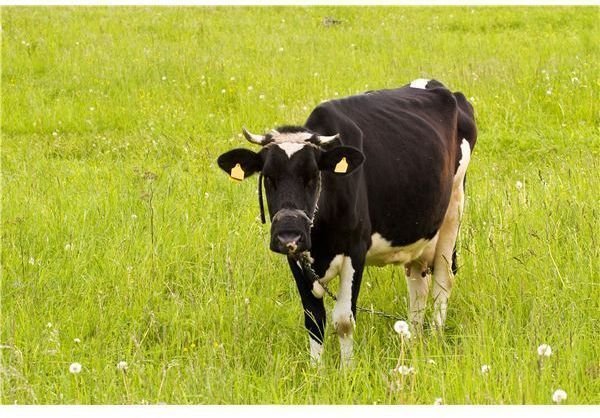 About Dairy Farms & Milking Cows: Kindergarten Farm Lesson Plan