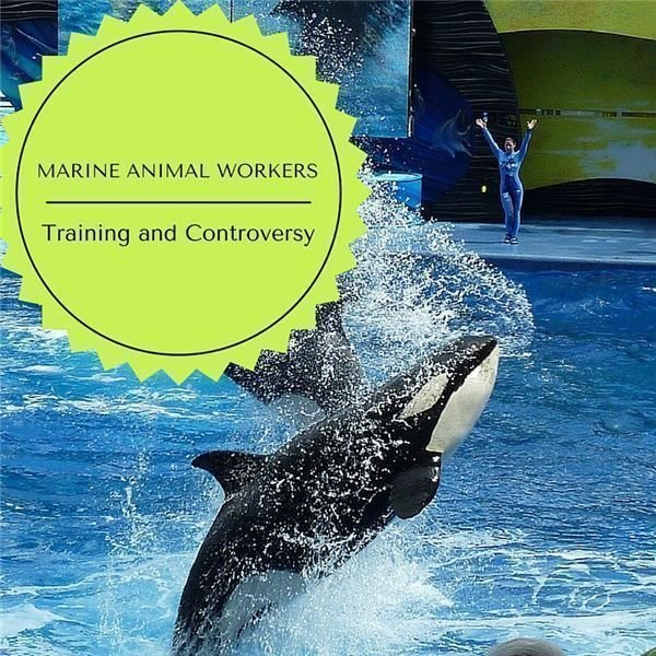 Captive Killer Whales: Should Marine Mammals be Trained to Perform?