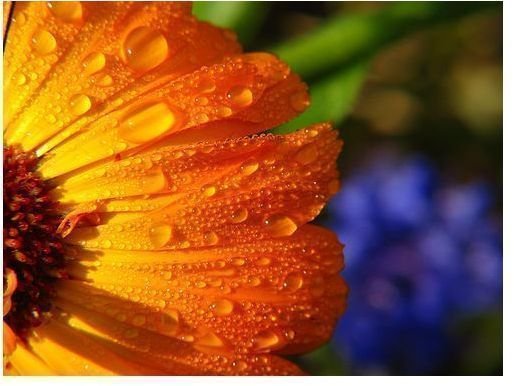 All About Calendula Oil Benefits