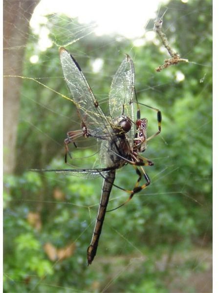 Banana Spider Fun Facts: Find Interesting Information on the Banana Spider