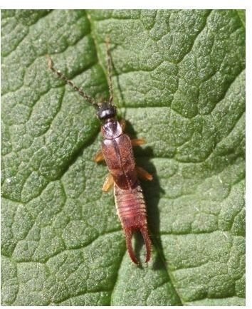 Male lesser earwig resting on leaf - Credit: Wikimedia Commons