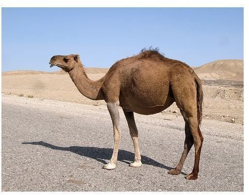 camel by flydime