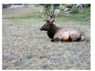 elk_resting