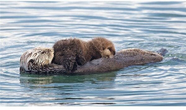 Sea Otter (nursing her pup)