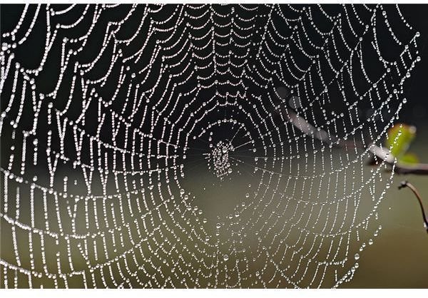 Kindergarten Lesson on Spider Webs: Day 2 of a Week Long Unit, Includes Fine Motor Activity, Language Arts & Math