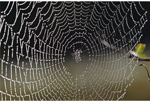 Spider web.