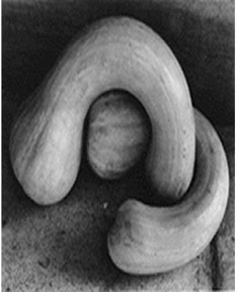 by Edward Weston