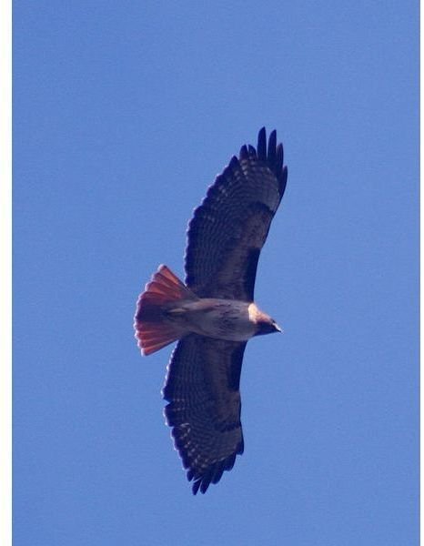 Red-tailed hawk in flight.