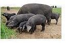120px-Large Black pigs