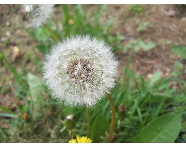 dandelion