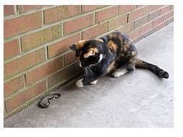 Cats are an effective homemade snake repellent