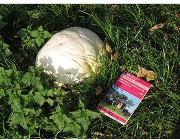 Puffball Edible Wild Mushroom