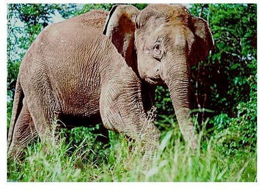 Borneo-elephant-PLoS Biology